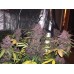 LSD-25 Auto - FastBuds
